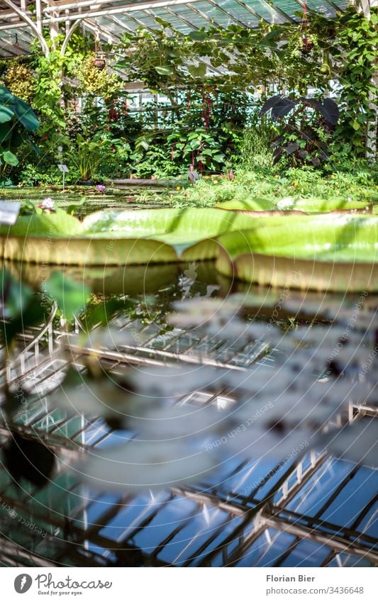 Water plants in a greenhouse under a glass roof aquatic plants Greenhouse Botanical gardens biodiversity rearing Exhibition Plant Nature Botany flaked