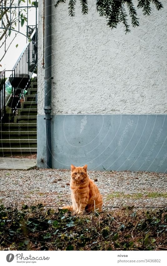 Cat in front garden Red garfield Animal Domestic cat Mammal Pelt mackerelled Whisker Colour photo Eyes whiskers mietzi Friendliness Cat eyes Green Profile