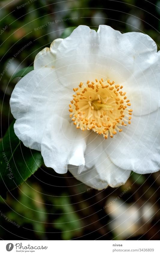 flower Flower Nature Blossom Plant Yellow Spring Meadow White Colour photo Shallow depth of field Close-up Day Blossoming Deserted Exterior shot Multicoloured