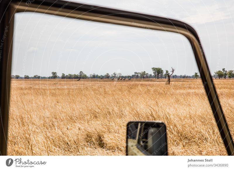 View from safari jeep to African steppe with free-ranging zebras Safari Off-road vehicle Car Window Rear view mirror grass Steppe Field acre Drought Savannah