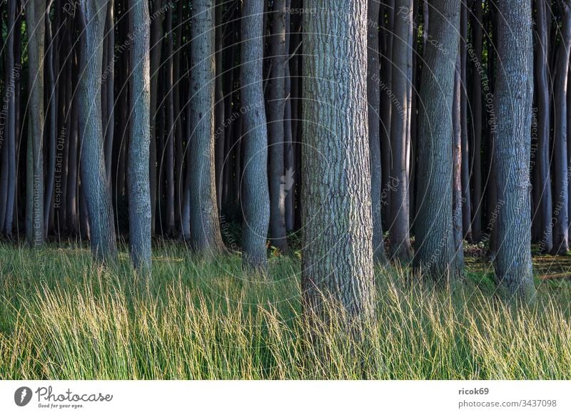 Coastal forest at the Baltic Sea near Nienhagen coastal forest Ghost forest trees Forest Nature Landscape Mecklenburg-Western Pomerania Green vacation voyage