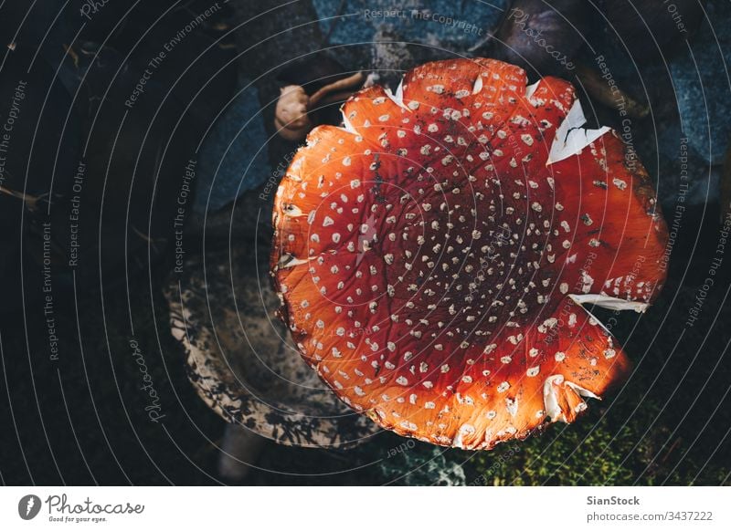 Amanita muscaria mushroom at the woods cap fall poison fly fungi ground growth detail colorful white grass plants toxic toadstool forest poisonous danger red