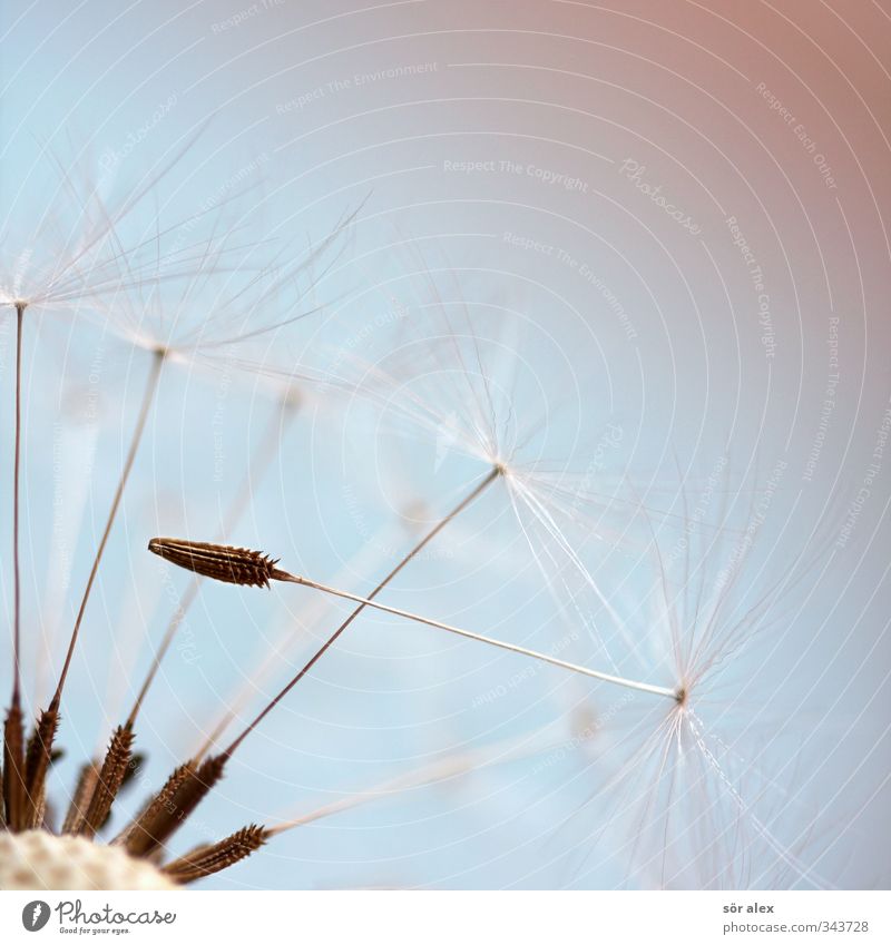 First Environment Nature Plant Animal Spring Flower Dandelion Seed White Colour photo Multicoloured Close-up Detail Macro (Extreme close-up) Deserted