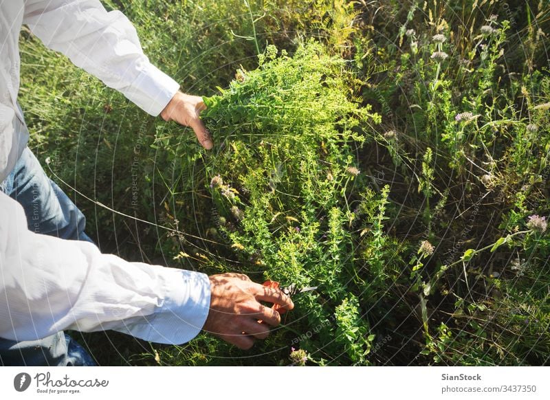 Man is cutting wild oregano in the mountain fresh man male hands scissors organic food garden nature green healthy natural plant leaf herb bouquet harvest field