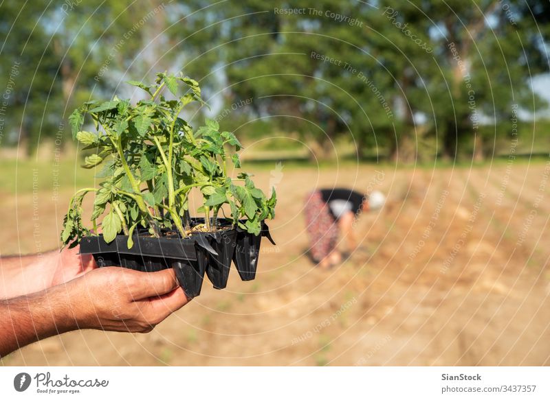 Man's hands holding young tomatoes plants farming garden pot pots vegetable gardening spring soil planting farmer agriculture field seedlings plantation organic