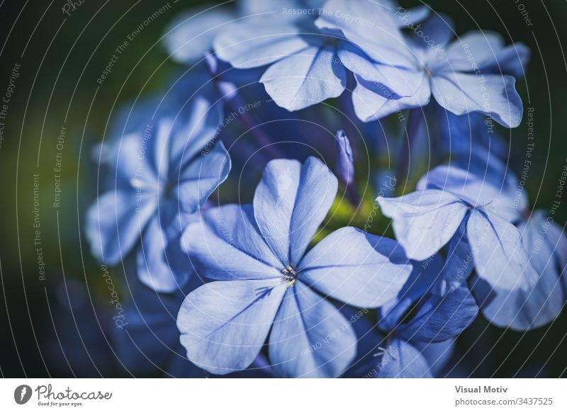 Blue flowers of Cape Leadwort also known as Blue Plumbago or Plumbago Auriculata plumbago leadwort bloom blossom botanic botanical botany flora floral petals