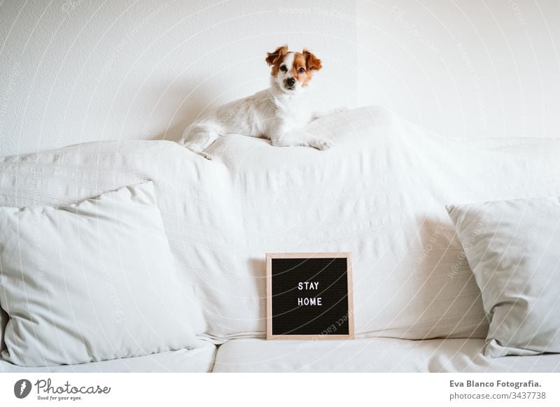 cute jack russell dog on the sofa with letter board with STAY HOME message. Pandemic coronavirus covid-19 concept stay home pet corona virus daytime nobody