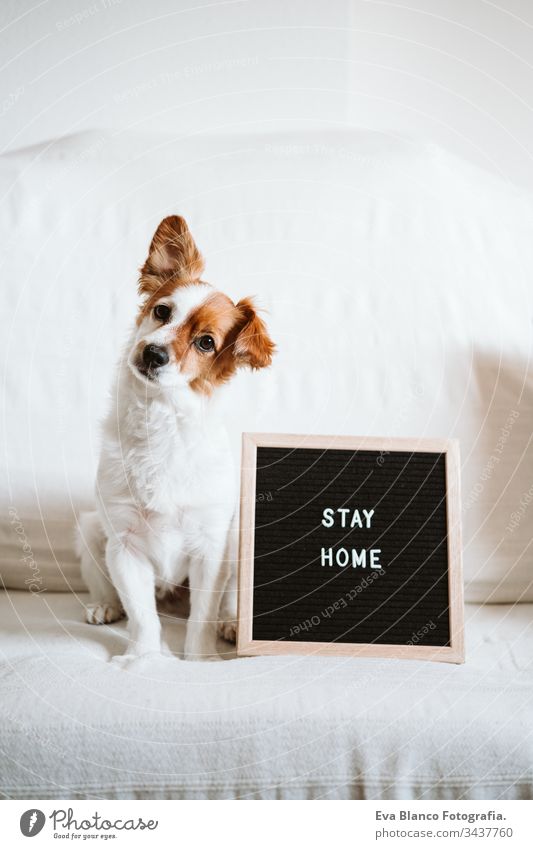 cute jack russell dog on the sofa with letter board with STAY HOME message. Pandemic coronavirus covid-19 concept stay home pet corona virus daytime nobody