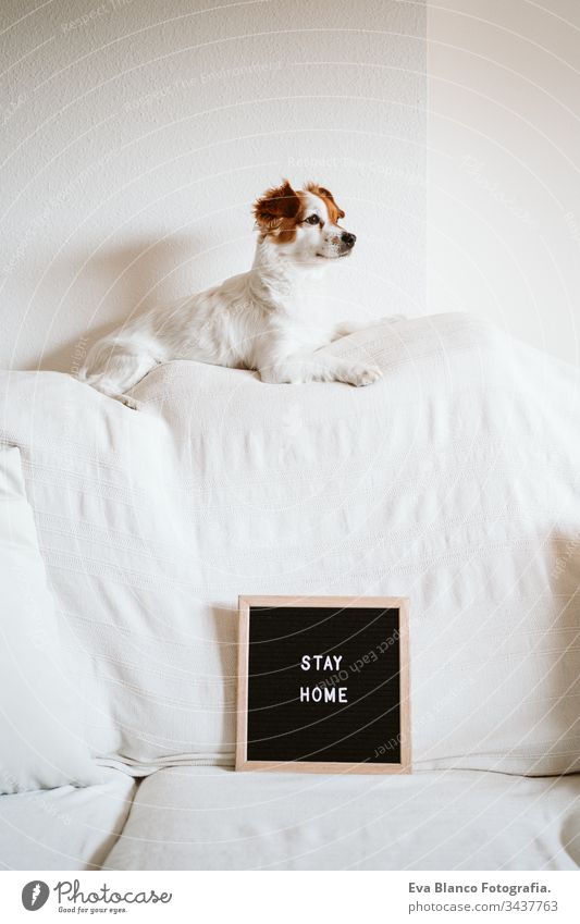 cute jack russell dog on the sofa with letter board with STAY HOME message. Pandemic coronavirus covid-19 concept stay home pet corona virus daytime nobody