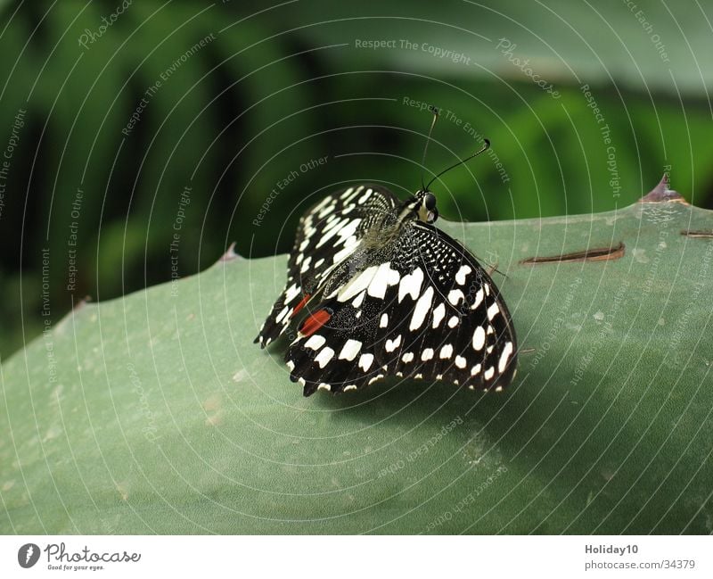 butterfly Butterfly Macro (Extreme close-up) Leaf Green Background picture Close-up