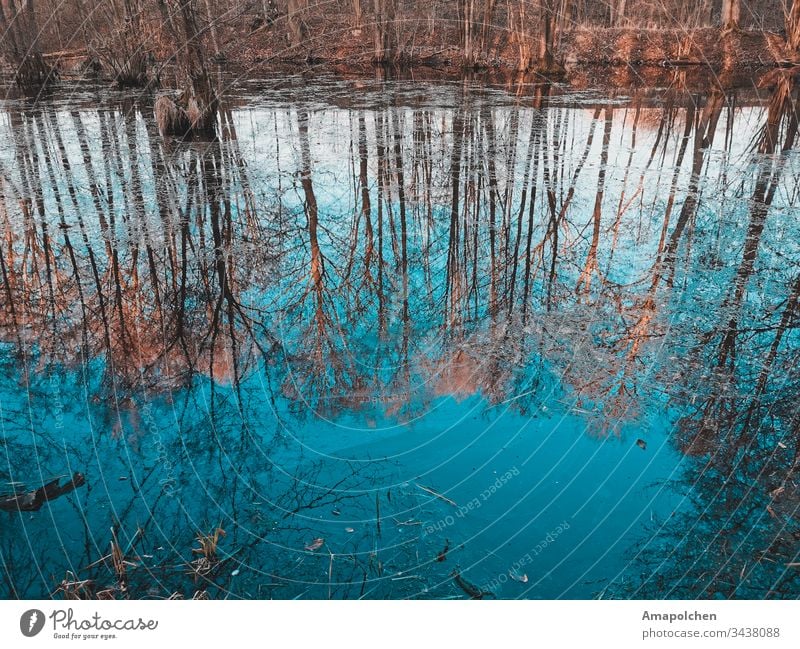 Reflection lake in the forest Lake Lakeside Sea coast Forest Woodground Clearing Edge of the forest Forest walk Mirror image reflection Winter Spring Spring day