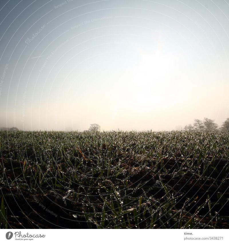 Early dew (without mountains) Sunlight Horizon Sky sparkle Dark Moody sensation Relaxation melancholy wide Meadow Lawn Damp Drop Dew in the morning acre