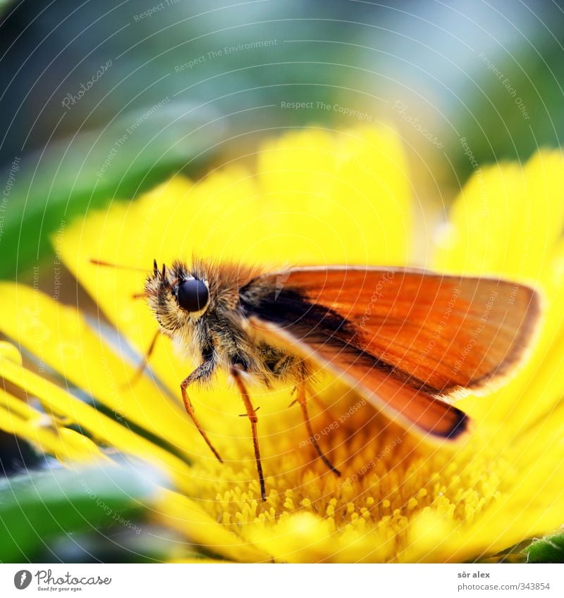 Butterfly butterfly Spring Plant Flower Animal Insect 1 Flying Yellow Green Orange Spring fever Spring flower Wing Colour photo Multicoloured Close-up Detail