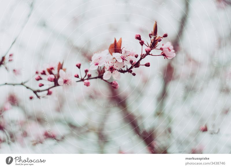 spring awakening Spring Spring flower Spring colours Flower Blossom Yellow Branch Blossoming blossom