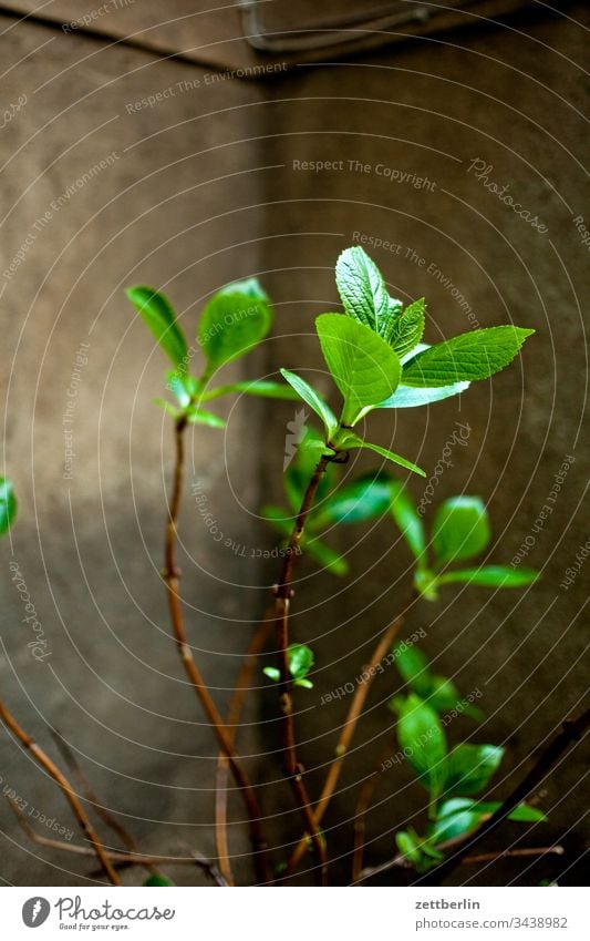 Fresh green leaves output lock Berlin corona corvid corvis 19 House (Residential Structure) Backyard Courtyard Apartment house deserted free text space