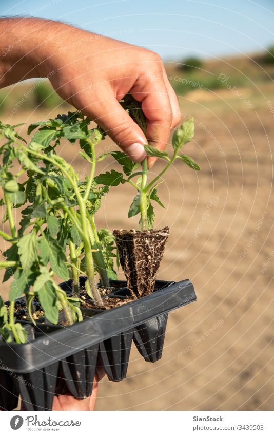 Man's hands holding young tomatoes plants farming garden pot pots vegetable gardening spring soil planting farmer agriculture field seedlings plantation organic