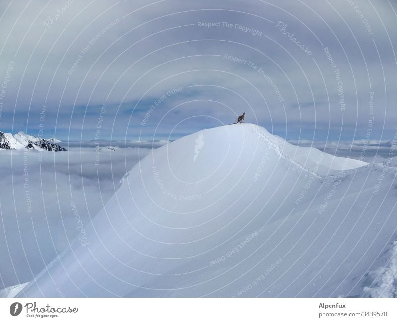 500|Above all peaks is calm - Kangaroo | Climate change mountains Mountain Animal Colour photo Sky Snow Alps Winter Peak Exterior shot Snowcapped peak Landscape