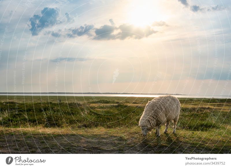 Single white sheep grazing on Sylt island pasture Frisian Germany Schleswig-Holstein animals coast countryside european farm free animals golden hour grass