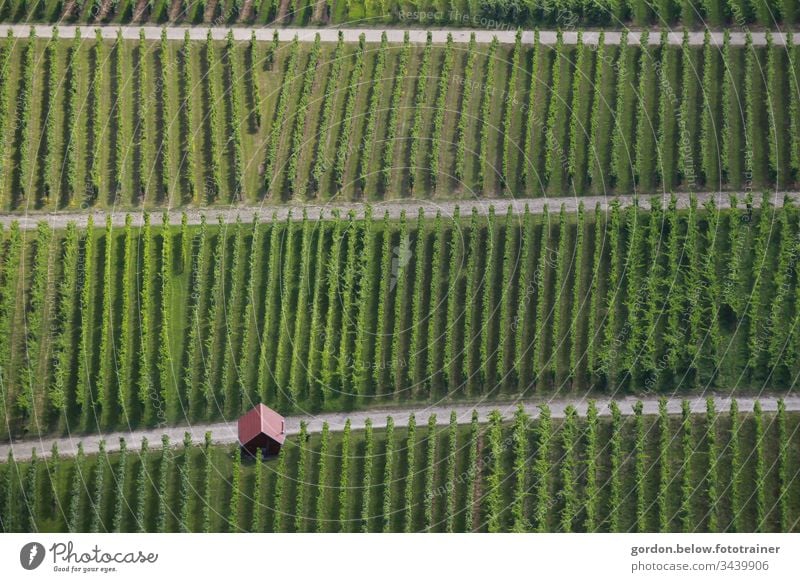 #Viniculture daylight Bird's-eye view Colour photo fauna Deserted Scale left bottom Holiday and recreation Exterior shot Plant little colour Brown Green