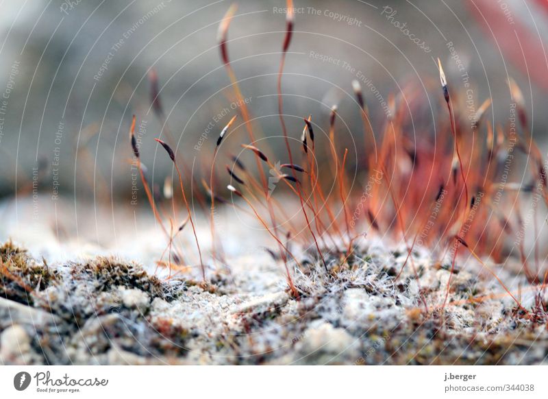 / \ \ ! / \ ! Nature Plant Moss Esthetic Small Brown Gray Red White Growth Carpet of moss Colour photo Subdued colour Exterior shot Close-up Detail