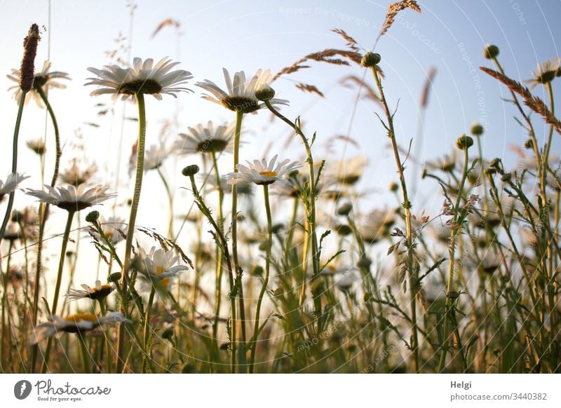 blooming margarites in sunlight in front of a blue sky in a flower meadow from the frog's perspective Flower Blossom Summerflower Flower meadow Margarite Meadow