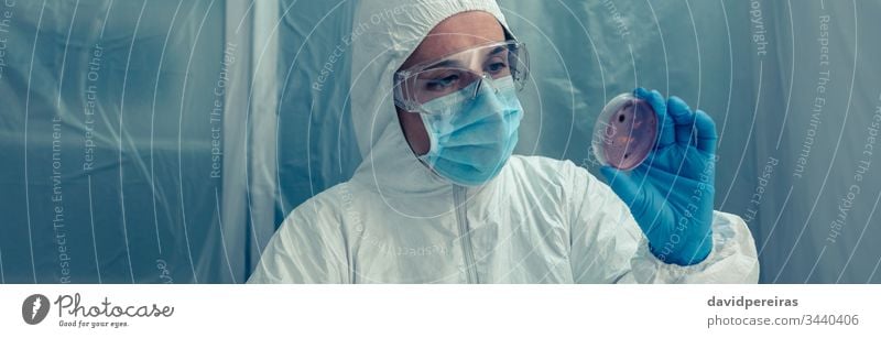 Scientist examining a petri dish in the laboratory coronavirus scientist covid-19 banner web header panorama panoramic bacteriological protection suits bacteria