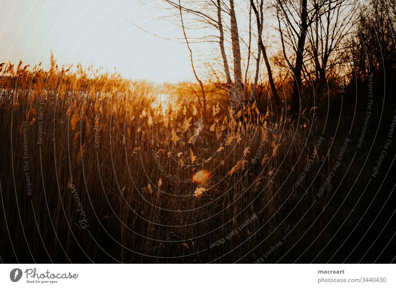 Horseshoe Lake in the evening Hufi Water Evening sun sunset reed Common Reed grasses Spring Relaxation open pit mining flooded lignite mining Body of water