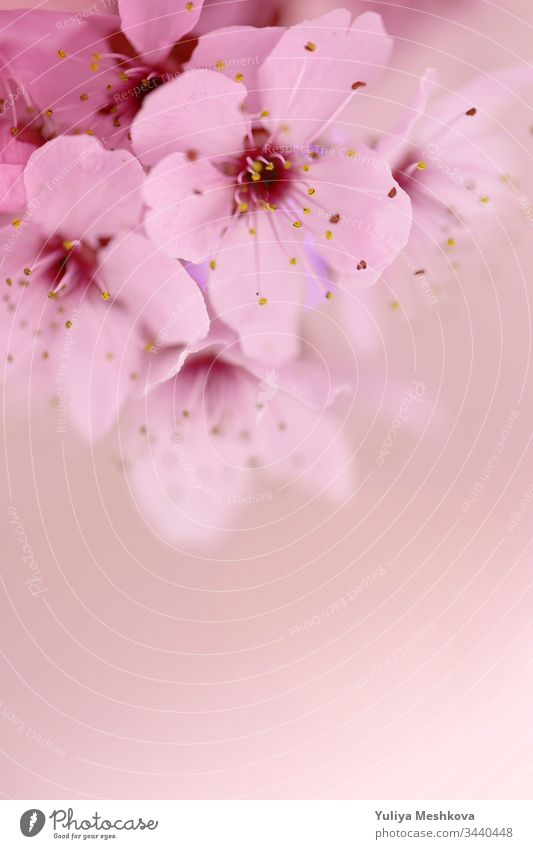 Cherry flower macro on a light pink blurred background. Spring season.Beautiful delicate floral background spring cherry pastel color soft focus blooming