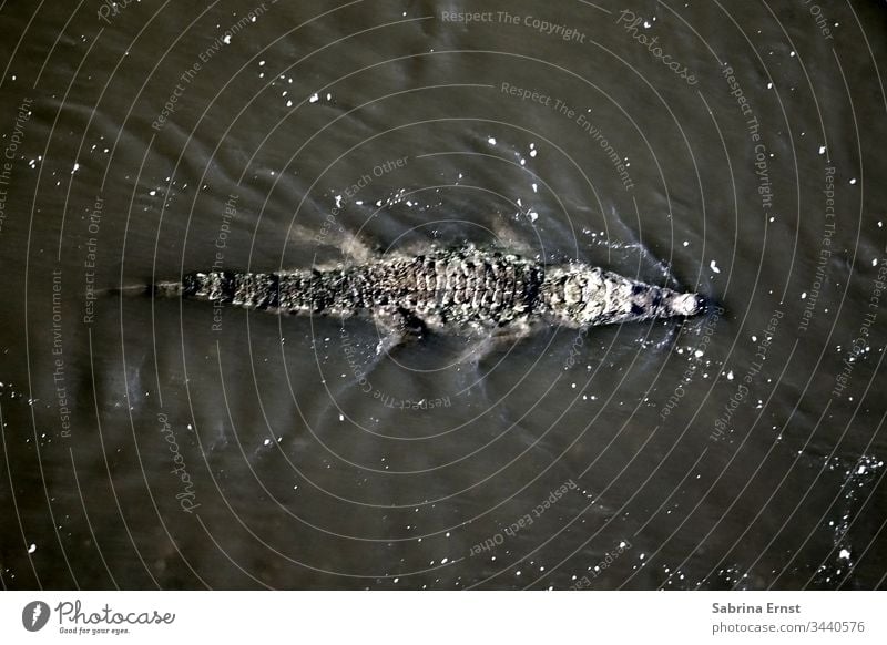 Bird's eye view of a swimming alligator Crocodile River Reptiles Brown water float nature exotic Alligator Flake skin Dangerous crocodile bridge dive waterworld