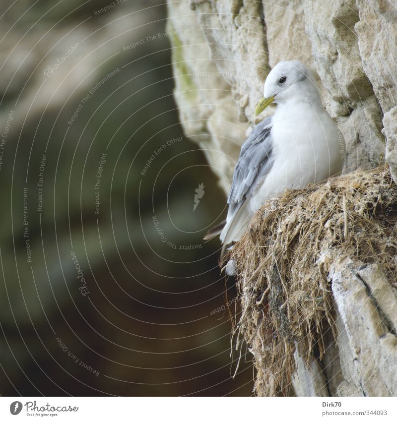 A Life on the Abyss Animal Rock Coast North Sea Cliff Denmark Scandinavia Wild animal Bird Seagull kittiwake Sea bird 1 Nest Stone Looking Living or residing