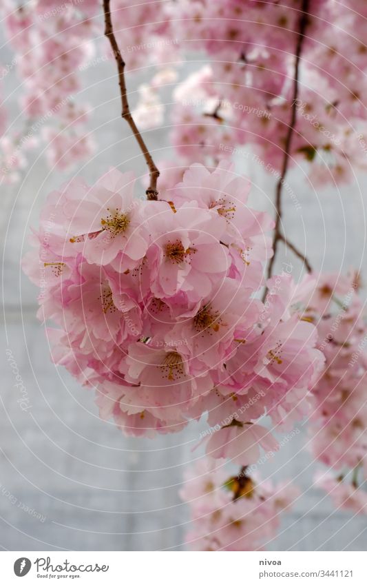 cherry blossoms Cherry blossom cherry blossom tree Cherry tree Colour photo Sky Plant Exterior shot Nature Pink Tree Spring Blossom Blossoming Spring fever