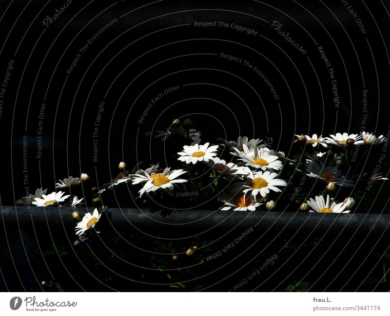 The daisies shone like little suns in the darkness. flowers Nature Blossom Plant Summer Balcony Exterior shot Day Deserted