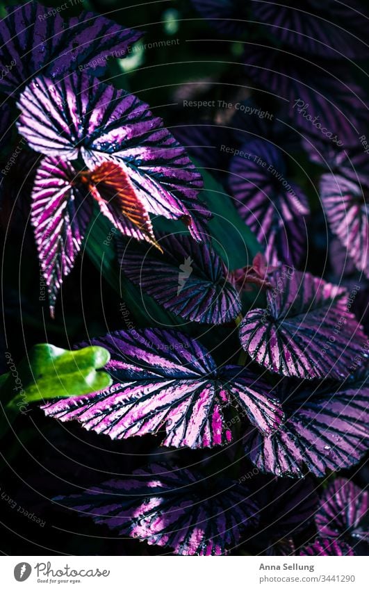 Purple plant with strong line structures purple Structures and shapes Violet Deserted Plant Flower Nature Colour photo Detail Close-up Blossoming Blur