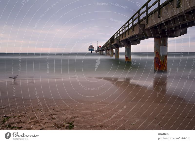 The Seagull Landscape Sand Sky Clouds Horizon Weather Coast Beach Baltic Sea Bird Blue Brown Sea bridge diving bell Reflection Colour photo Exterior shot