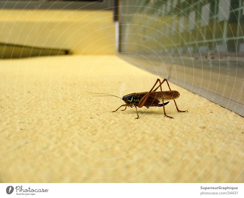 always on the wall long Insect Wall (building) Locust