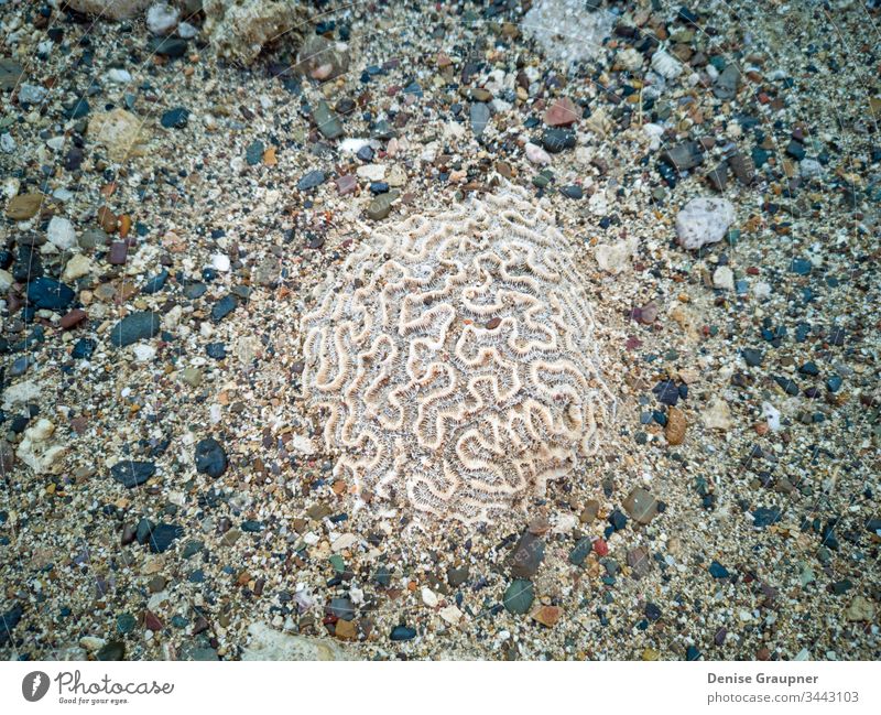 petrified coral on the island of Curacao curacao ocean sea tropical caribbean reef marine nature underwater vacation swimming snorkeling fish antilles aquatic