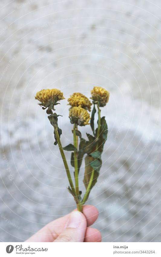 Thanks for the flowers... dried flower Dried flowers Yellow wither Transience Shriveled bleed plants Plant preservation Destructive weed Colour photo Nature