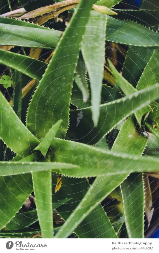 aloe vera Aloe Aloes asphodels Dull green flaked Nature Plant Flowerpot botanical background prickles Environment flora texture Succulent plants natural