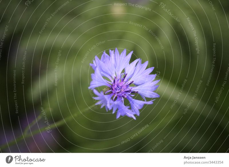 Blue Cornflower with a green background cornflower blue closeup macro summer garden blossom Zyane