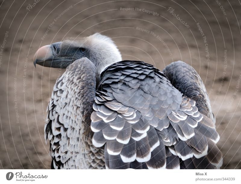 vulture Animal Wild animal Bird Wing 1 Looking Vulture Hideous Voracious Death Scavenger Feather Bird of prey Colour photo Subdued colour Exterior shot Deserted