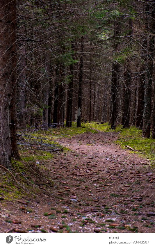 A forest path through a spruce forest, dotted with spruce cones. At dusk. Shallow depth of field Contrast Subdued colour Brown Promenade Lanes & trails