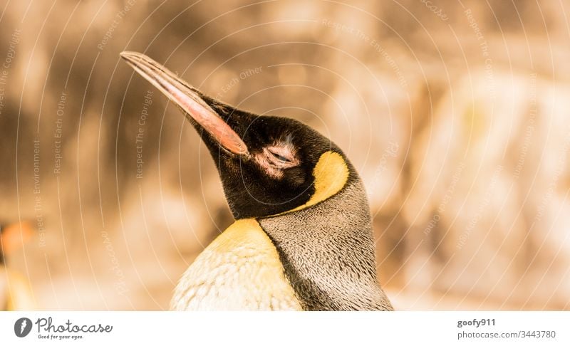 penguin Animal Colour photo Animal portrait birds Close-up Animal face Looking Beak Eyes Feather Zoo Deep depth of field Yellow