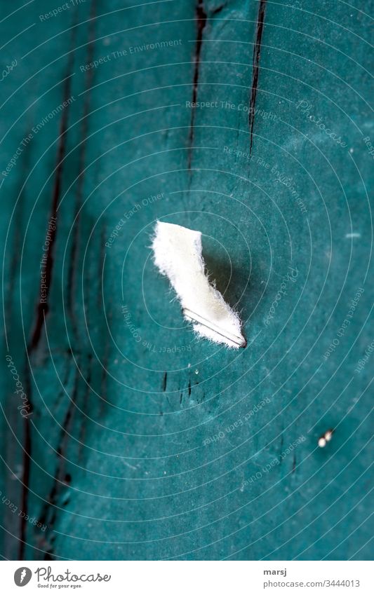 Torn off piece of paper, stapled to green painted wooden wall Paper torn down Staple Green Wooden wall Varnished Remains somber Gloomy dreariness hopelessly