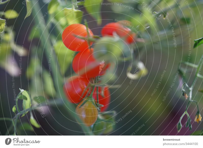 Fresh small tomatoes on the vine Vegetable tomato plant Bush tomato fresh vegetables Healthy Eating eat healthily Garden balcony vegetables Close-up Food Tomato