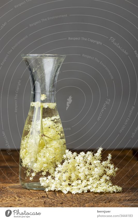 Elderflower juice on dark wood elder Plant salubriously White Elder juice background Green Spring Nature Flower Eating eldest medicine Blossom herbaceous Twig