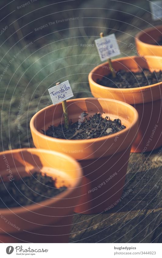 A series of clay flower pots filled with soil and marked with planting signs Flowerpot flowerpots clay pots plants Tomatillo look Potting soil Nature Garden