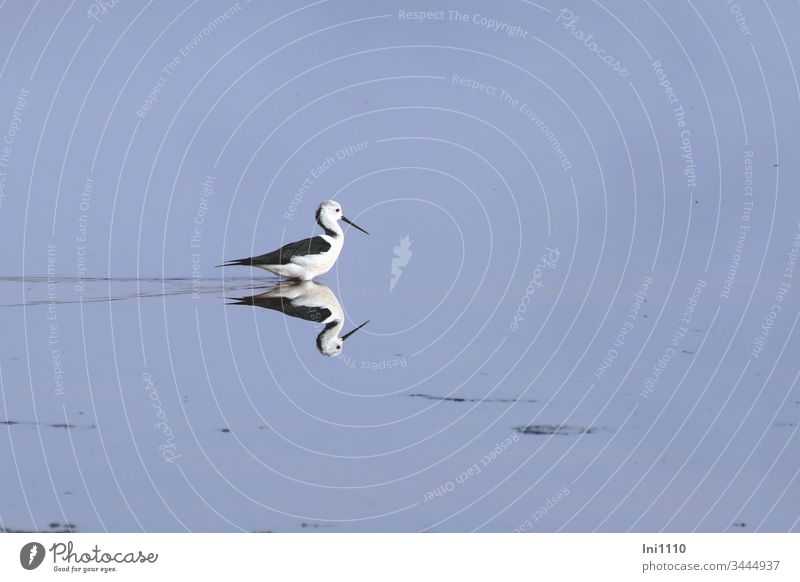 Reflection of stilt-walkers searching for food in low salt water Bird Mediterranean sea Salt extraction plant Majorca blue water Foraging Deserted Blue White