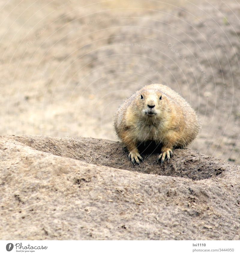 Prairie dog sitting at the edge of his burrow small animal white-cream golden brown Pelt colonies Tunnel system speckled Rodent Robust Deserted Hollow Zoo