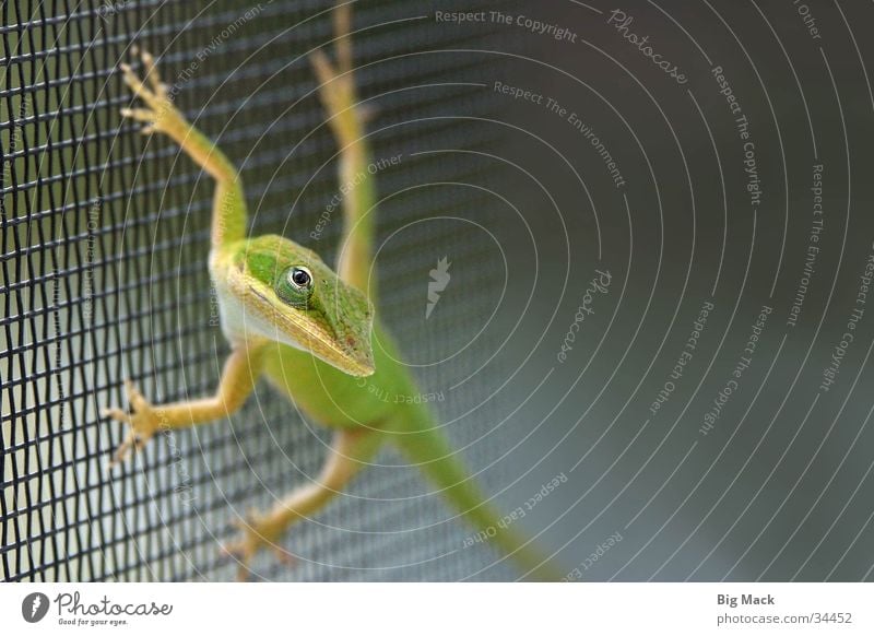 vigilant Lizards Iguana Fence Grating Green