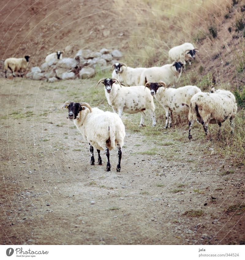 last look back Nature Landscape Plant Hill Animal Farm animal Sheep Group of animals Natural Colour photo Exterior shot Deserted Copy Space bottom Day